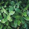 Generic semi di alloro resistenti - perenni balcone decorative 12pcs