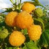 NATURAVIVA BASSANO LAMPONE GIALLO RIFIORENTE ALL GOLD® 100% BIOLOGICO (1 pianta)