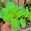 Generic semi di menta marocchina biologica - perenni da giardino balcone resistente 300pcs