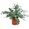 I GIARDINI DI GIULIA - Eucalyptus cineraria gunnii Ø18 cm H.45 cm | Eucalipto Argenteo | Pianta Sempreverde Aromatica da Esterno per Giardino e Terrazzo