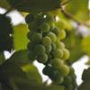 le Georgiche Vivai le Georgiche - Pianta vera di Uva da tavola bianca Luglienga Vitis vinifera 'Luglienga' S.Anna di Lipsia, Lugliatica, Aliatica,San Giacomo - vaso Ø 18 cm - altezza alla vendita 100-120 cm