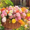 Generic Semi di portulaca, biologici Portulaca grandiflora, semi esotici semi di varietà antiche resistenti per il giardino 600pcs
