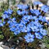 Generic semi di genziana arbusti da giardino resistenti genziana da appartamento giardino medicinali sostenibili semi di come bomboniera biologici selvatici 25semi