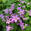Generic Bulbi di Oxalis, Oxalis corniculata, I bulbi da sono resistenti resistenti all'inverno per balconi regali 8pcs
