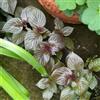 Generic Perilla frutescens - shiso - serra cucina aromatiche semi di perilla Coltivare invernali per giardino di aromatiche da interno d'appartamento 160semi