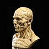 LOVIVER 4 Pollici Human Model Skull Head Muscle Drawing White # 2, #03