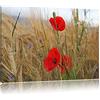 Pixxprint InstyleArt Papaveri nel Campo di Grano Stampa su Tela 100x70 cm Artistica murale
