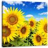 Pixxprint Campo di Girasole sotto Il Cielo Stampa su Tela 40x40 cm Artistica murale