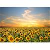 murando PREMIUM Carta da parati Paesaggio 300x210 cm Fotomurali in TNT Murale alla moda Decorazione da Muro XXL Poster Gigante Design Soggiorno Cameretta Carta per pareti Pre Natura b-B-0621-a-a
