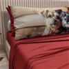 PETTI Artigiani Italiani - Lenzuola Animali con Cani in Cotone con Federe in Stampa Digitale, Lenzuola Matrimoniali, Completo Letto Matrimoniale Rosso, 100% Made in Italy