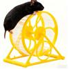 Generic Ruota per criceti, 14 x 8,9 x 14 cm, per criceti, corsa, giocattolo per criceti, per razze piccole e medie, cincillà, coniglietto, riccio, gerbillo, da gioco