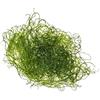 Sconosciuto Alga Chaetomorpha per Refugium e Reattori ad Alghe porzione start circa 7cm Chaeto alghe comprare