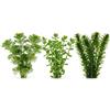 Generico Set 3 Piante Vere Acquario: Cabomba, Bacopa, Elodea Densa - Kit Piante Vive per Pesci d'Acqua Dolce, Facili da Coltivare e Ideali per Principianti in Ogni Acquario