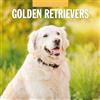 Red Robin Publishing Golden Retrievers - Calendario da parete quadrato 2026 Red Robin Publishing