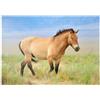 MyPuzzle.com MyPuzzle Specie In Pericolo - Cavallo Di Przewalski - Premium 1000 Pezzi Puzzle - MyPuzzle Collezione speciale di Starnberger Spiele