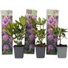 Plant in a Box - Rododendro 'Catawbiense Purple' - Rododendri viola- Set di 3 - Rhododendron - Vaso 9cm - Altezza 25-40cm