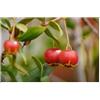 Seeds & Plants Shop by Ipsa Pezzi - 10x Ugni Molinae Murta Cespuglio Giardino Piante - Seme B6 - Seeds & Plants Shop by Ipsa