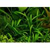 plantsfactory piante acquatiche Freccia Nano/Sagittaria subulata Pusilla