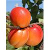 Vivaio di Castelletto Albicocco pianta da frutta innestata di 2/3 anni in vaso da 5 litri MADE IN ITALY Vivaio di Castelletto