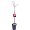 eGarden.store Pianta di Cachi o Kaki Albero di cachi o Kaki pianta vera di età 2 anni venduta da eGarden.store (Mela Hana Fuyu)