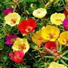 Generic Moss Rose - 50 Seeds - Portulaca Grandiflora - Hanging Baskets Succulent: Package Contains Seeds