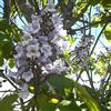 le Georgiche Vivai le Georgiche - Pianta vera di Paulownia elongata Futuro Paulonia - vaso Ø 12 cm - altezza alla vendita 5-10 cm