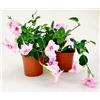 POWERS TO FLOWERS - MANDEVILLA DIPLADENIA ROSA A FIORE DOPPIO, VASO 14 CM DIAMETRO, 3 PIANTE, pianta vera