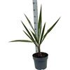 Generico Butia Capitata in Vaso, Pianta Vera da Interno ed Esterno, Verde, 20 cm, Resistente alla Siccità, Bassa Richiesta d'Acqua, Vaso 21, Terriccio per Piante Grasse