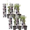 Plant in a Box - Jasminum Officinale - Set di 6 - Jasmijn - Vaso 9cm - Altezza 25-40cm