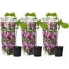 Plant in a Box - Magnolia Susan - Set di 3 - Ampio arbusto/piccolo albero Resistente all'inverno - Fiori Viola - Vaso 9cm - Altezza 25-40cm