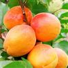 Generico Vivaio Garden Forest Albicocco San Castrese - Prunus Armeniaca Albero da Frutto Albicocche Dolci