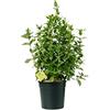 Plantì VIBURNUM TINUS Lentaggine. Arbusto rustico pianta decorativa sempreverde da esterno, vaso 19cm. Piante vere da esterno per giardino e terrazzo. 6 mesi di concimazione con sistema Plantì