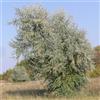le Georgiche Vivai le Georgiche - Pianta vera di Elaeagnus angustifolia Elaeagnus angustifolia var. orientalis Olivagno, Oliva russa - altezza alla vendita 160-180 cm