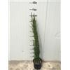Vivaio Garden Forest - Cupressus Sempervirens Totem (Cipresso) vaso 18cm foto reali H 80cm Cipresso Totem (Cupressus Sempervirens Totem) - Conifera Sempreverde da Giardino e Vaso - vaso 18cm, H 80cm