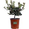eGarden.store Pianta di Rhaphiolepis Umbellata Pianta di Biancospino Indiano pianta da esterno cespuglio di Rhaphiolepis pianta ornamentale a fiore rosa pianta vera venduta da eGarden.store (Vaso 17 cm)