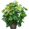 Vannucci Piante - Fatsia japonica, Aralia sieboldii, Pianta vera in vaso, Pianta da esterno, Pianta da terrazzo