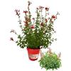 P. Piantine da Orto | Salvia Greggi, Pianta in Vaso Diametro 14 cm, Pianta Pronta per il Trapianto, Pianta Vera da Esterno, Piantina Aromatica per Balcone o Terrazzo, Vivaio Italiano