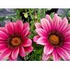 Generic 25 semi - Gazania Seeds - Kiss Rose - Parfait pour le bord antérieur, le contenu et les détails !