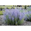 Generic Perovskia Atriplicifolia, Russi Salvia 50 Semi