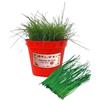 P. Piantine da Orto | Erba Aglina, Pianta in Vaso Diametro 14 cm, Pianta Pronta per il Trapianto, Pianta Vera da Esterno, Piantina Aromatica per Balcone o Terrazzo, Vivaio Italiano