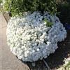 Generic Semi resistenti di Iberis candita,decorazione da giardino,molto adatta allee agli insettito,decorazione da giardino,semi diSemi di 350pcs