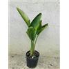Generico Pianta di Strelitzia Reginae, Uccello del Paradiso, Pianta Vera Ornamentale (Vaso 20 H90cm)