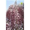 Vivaio Garden Forest Wisteria floribunda 'Rosea' - Glicine Rosa Rampicante H 190 cm, Grappoli da 30-40 cm, Fioritura Elegante e Tardiva - Pianta in Vaso, FOTO REALI