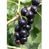 NATURAVIVA BASSANO PIANTA RIBES NERO TITANIA® 100% BIOLOGICO