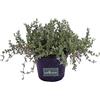 eGarden.store Pianta di Barba di Giove Piantra di Drosanthemum Hispidum pianta grassa pianta da fiore pianta da esterno pianta pendente pianta ornamentale pianta vera venduta da eGarden.store