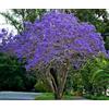 Vivaio Garden Forest Jacaranda mimosifolia - Albero Glicine Ornamentale in Vaso18 cm, H 130 cm - Pianta da Esterno a Crescita Rapida con Fiori Lilla, Ideale per Giardini, Viali e Alberature