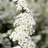 le Georgiche Vivai le Georgiche - Pianta vera di Spiraea Arguta Spiraea x arguta 'Bridal Wreath' Spirea - vaso Ø 18 cm