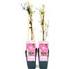 POWERS TO FLOWERS CLEMATIS ROSA VILLE DE LION, ALTEZZA 50CM, 2 PIANTE, piante vere