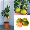 SAVINI VIVAI L'ARTE DI FARE NATURA SAVINI VIVAI Pianta di Mandarino Albero di Agrumi Mandarino Precoce Satsuma Miyagawa in Vaso da 20 cm Altezza 70 cm 2-3 Anni di innesto Made Italy
