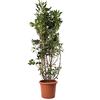 KENTIS - Pittosporum Tobira - Piante da Siepe Vere Sempreverdi - Pittosporo - Pianta da Esterno Giardino Balcone Perenne - H 125-150 cm Vaso Ø 30 cm